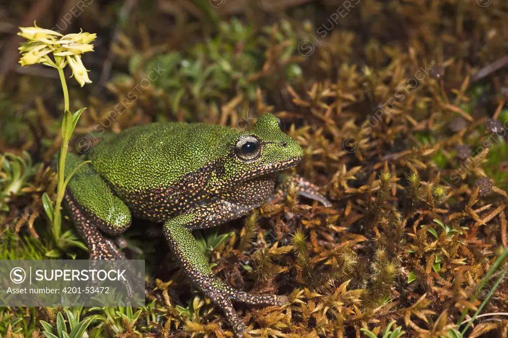 Marsupial Frog (Gastrotheca sp), a newly discovered species, Podocarpus National Park, Ecuador