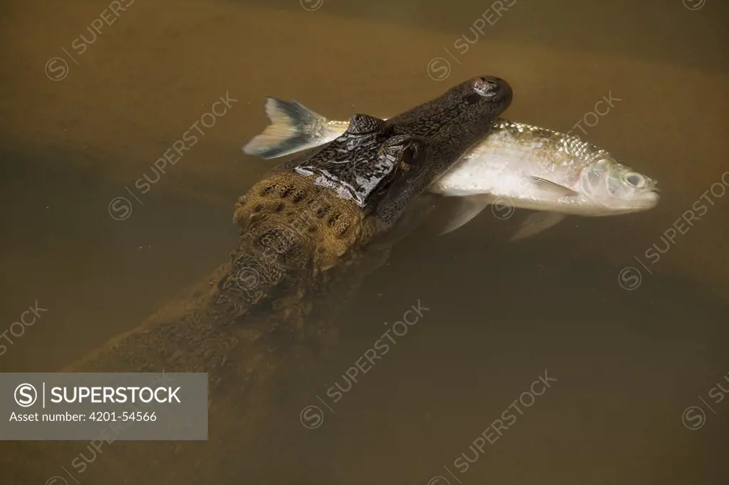 Spectacled Caiman (Caiman crocodilus) with fish prey, Rewa River, Guyana