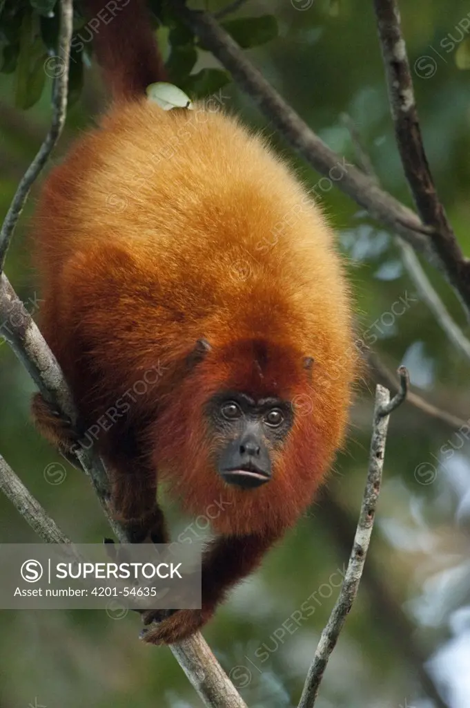 Guianan Red Howler Monkey (Alouatta macconnelli), Guyana