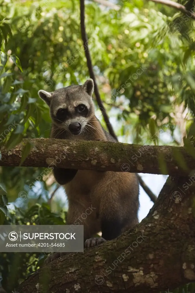 Crab-eating Raccoon (Procyon cancrivorus), habituated individual, climbing in tree, Rupununi, Guyana