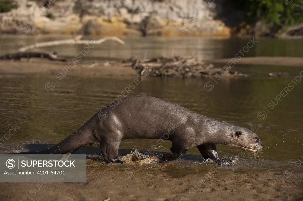 Giant River Otter (Pteronura brasiliensis) walking along shore, Karanambu Trust, Rupununi, Guyana