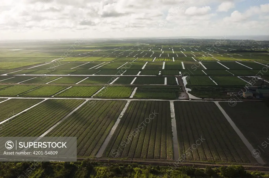 Sugarcane (Saccharum officinarum) plantations, Guyana