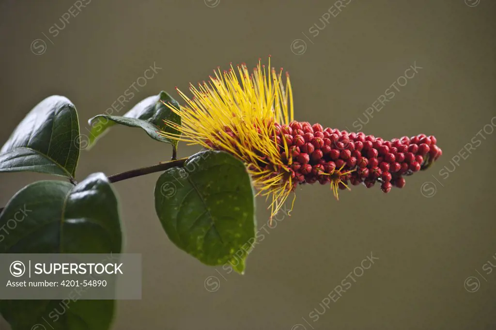 Monkey Brush Vine (Combretum rotundifolium) flowering, Iwokrama Rainforest Reserve, Guyana