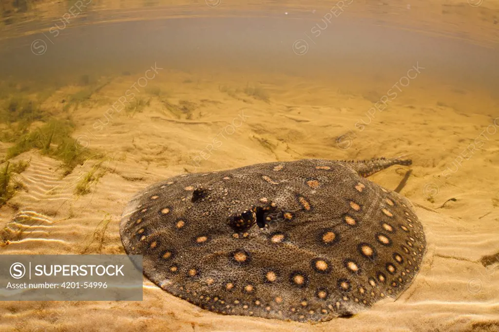 Black River Stingray (Potamotrygon motoro), Rio Negro, Pantanal, Brazil