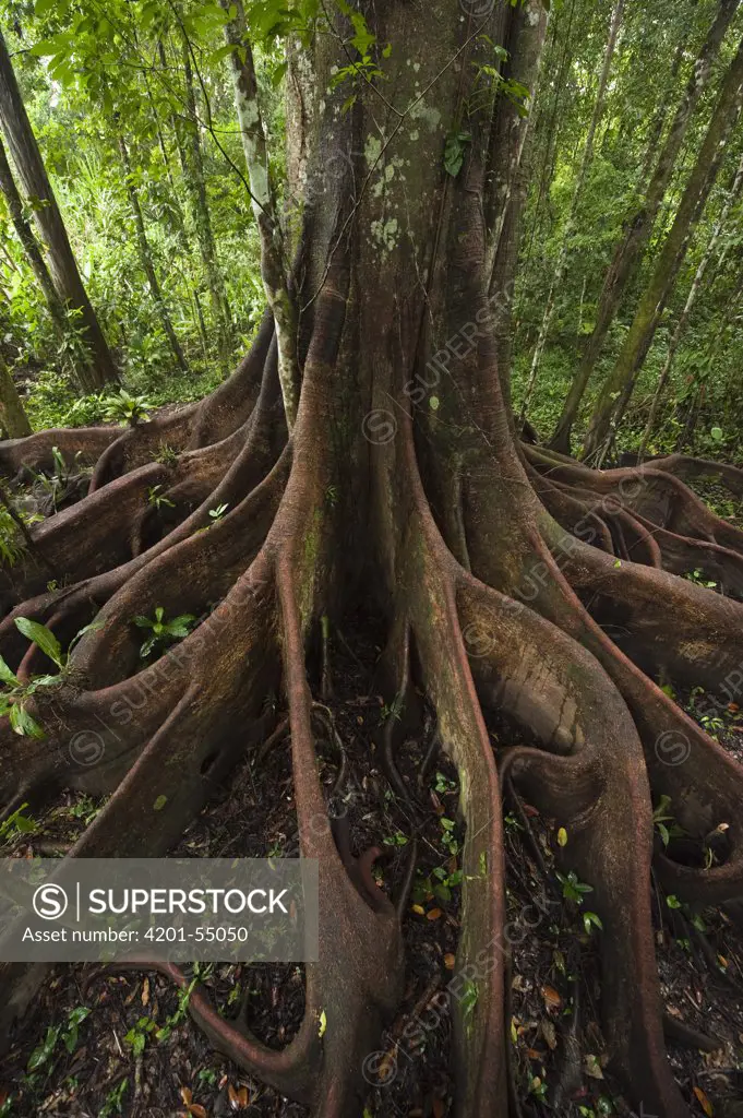 Buttress roots in rainforest, Cocaya River, eastern Amazon, Ecuador