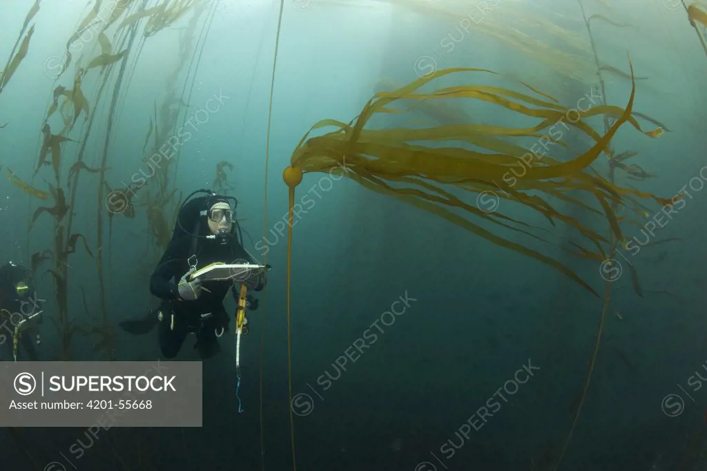 Biologist, Mike Beck, performs rockfish survey in mixed Giant Kelp (Macrocystis pyrifera) and Bull Kelp (Nereocystis luetkeana) bed off Asilomar State Beach, Monterey, California