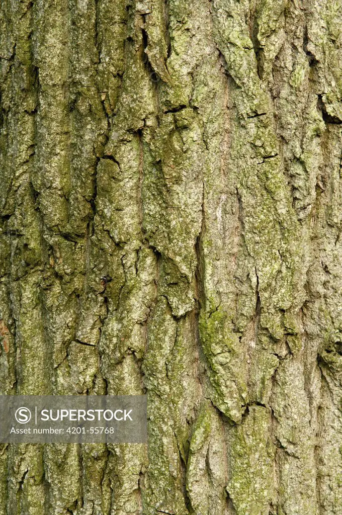 Canadian Poplar (Populus canadensis) bark, Netherlands