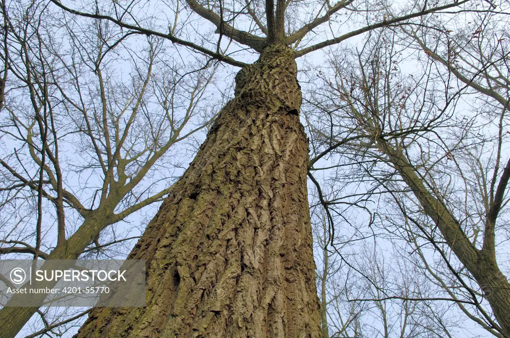 Canadian Poplar (Populus canadensis) trees, Netherlands