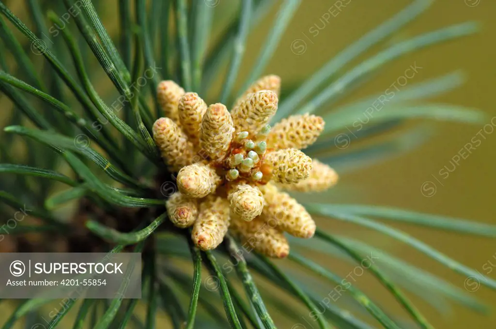 Mountain Pine (Pinus mugo) male cones, Netherlands