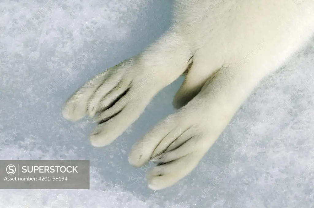 Harp Seal (Phoca groenlandicus) tail of a pup, Magdalen Islands, Gulf of Saint Lawrence, Canada