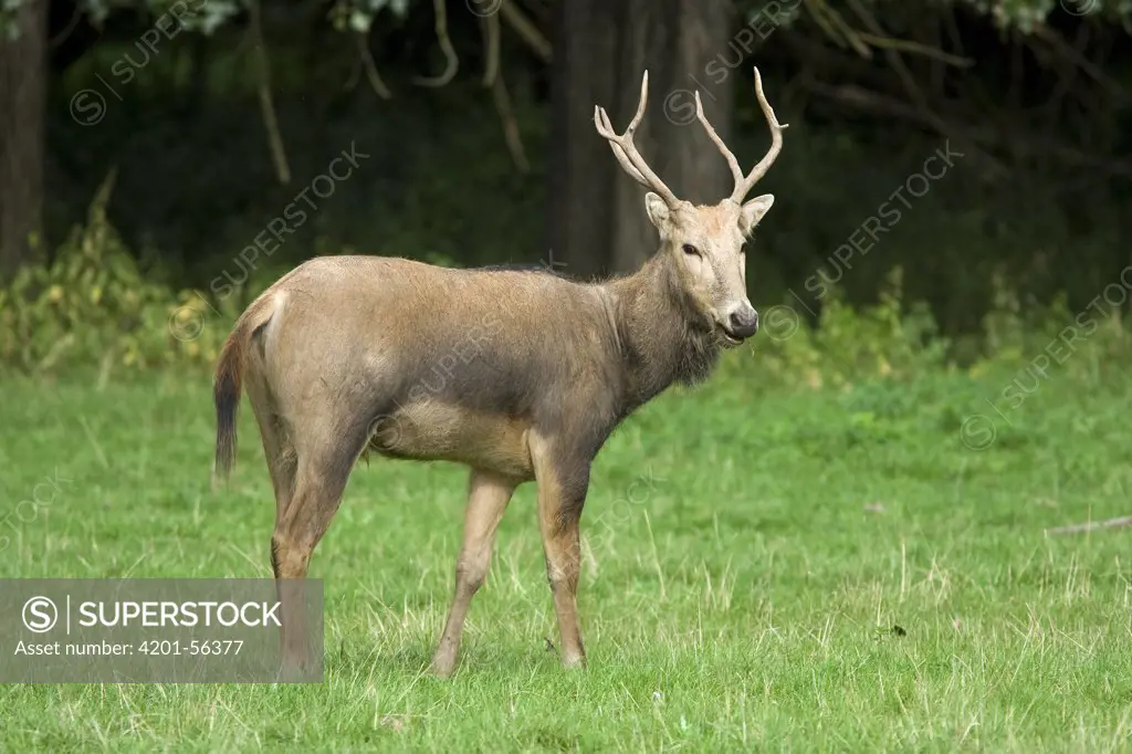 Pere David's Deer (Elaphurus davidianus) buck, Netherlands