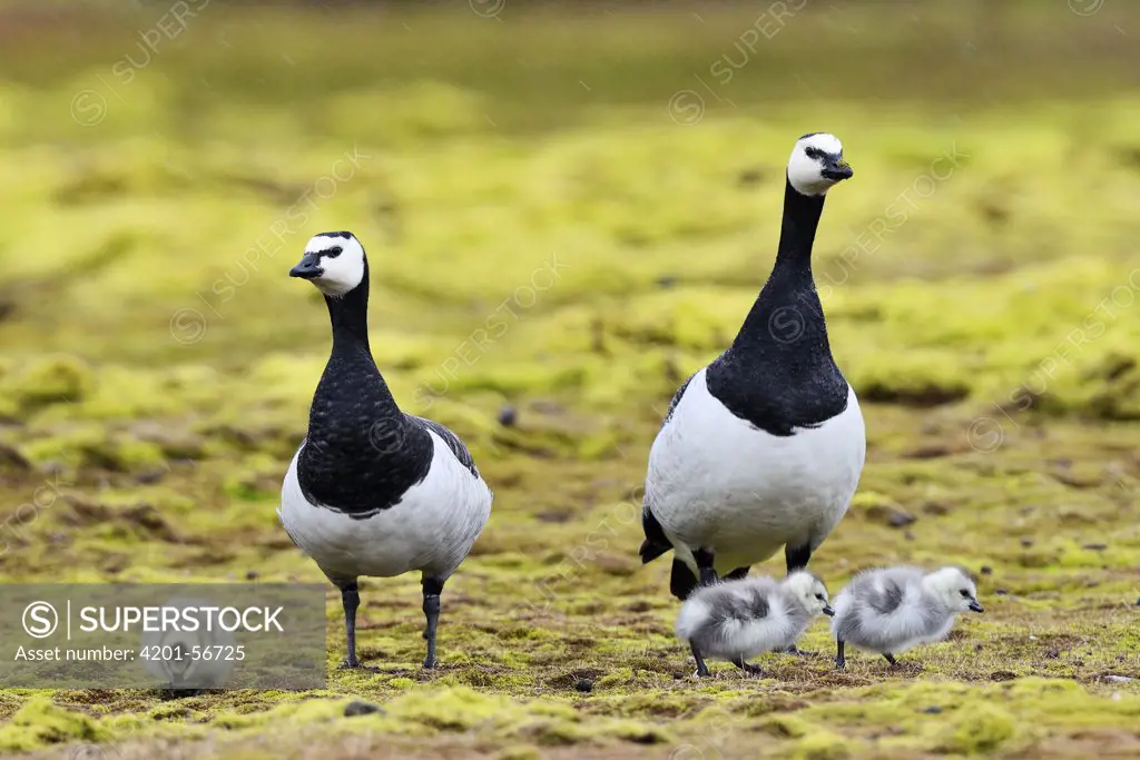 Barnacle Goose (Branta leucopsis) couple with chicks, Svalbard, Norway