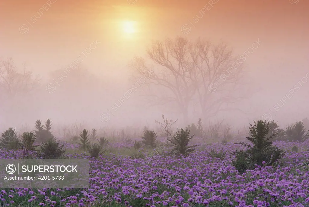 Sand Verbena (Abronia sp) foggy sunrise, Hill Country, Texas