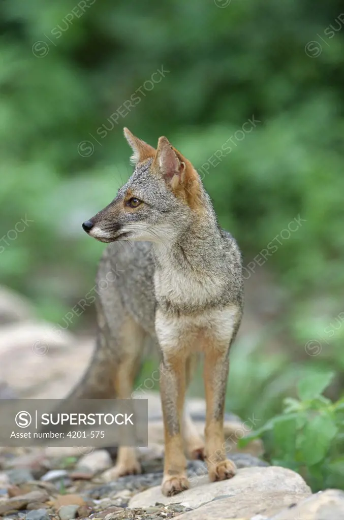 Sechuran Fox (Lycalopex sechurae) portrait in stream-side habitat, Cerro Chaparri, Lambayeque, Peru