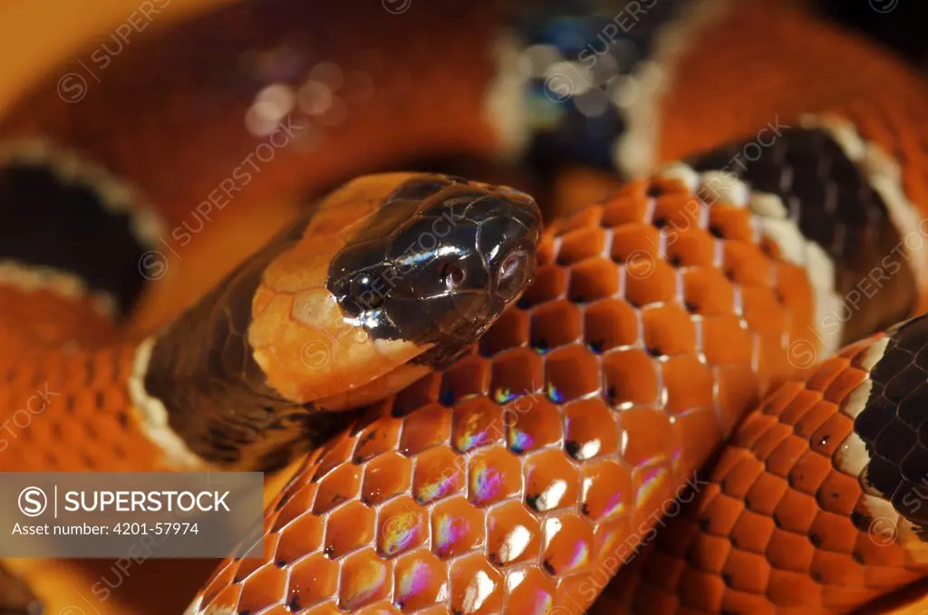 Black-banded Coral Snake (Micrurus nigrocinctus), Colon, Panama