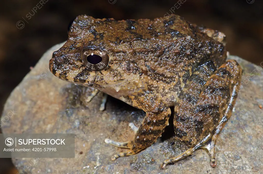 Toad-like Rain Frog (Eleutherodactylus bufoniformis), Colon, Panama