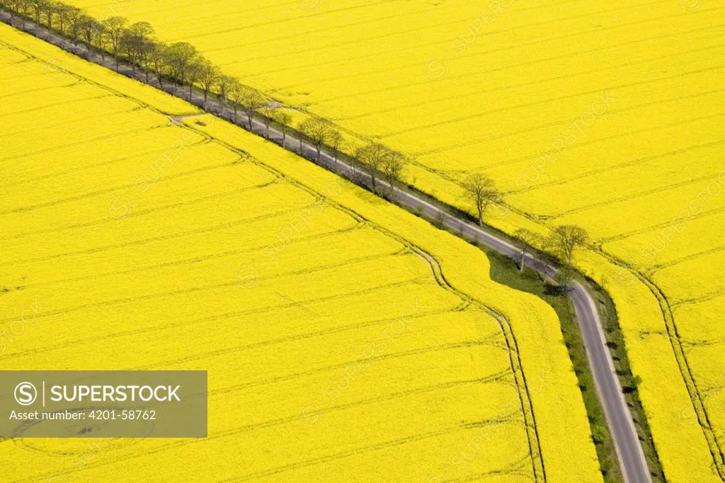 Oil Seed Rape (Brassica napus) fields, Bad Doberan, Germany