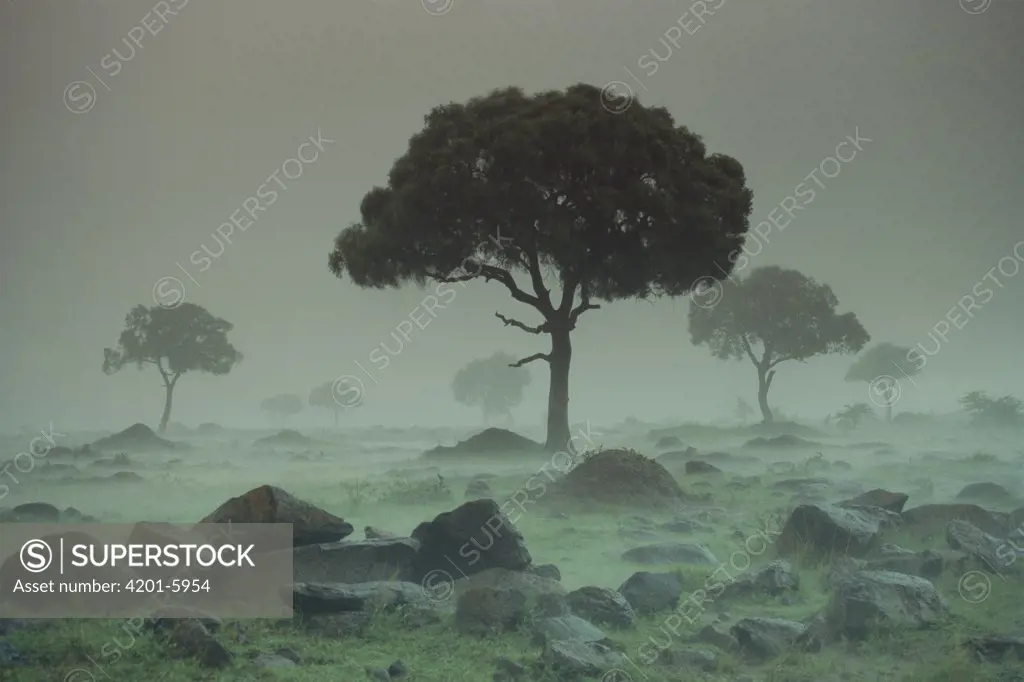 Rain storm on the Serengeti Plains, Kenya