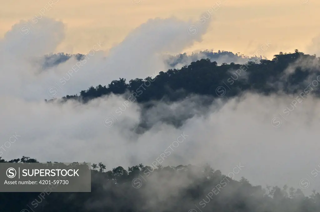 Cloud forest, Andes, Ecuador