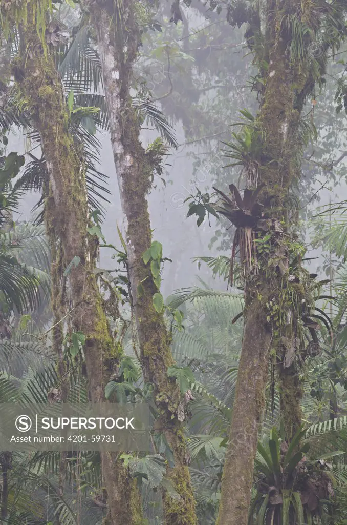 Cloud forest, Andes, Ecuador