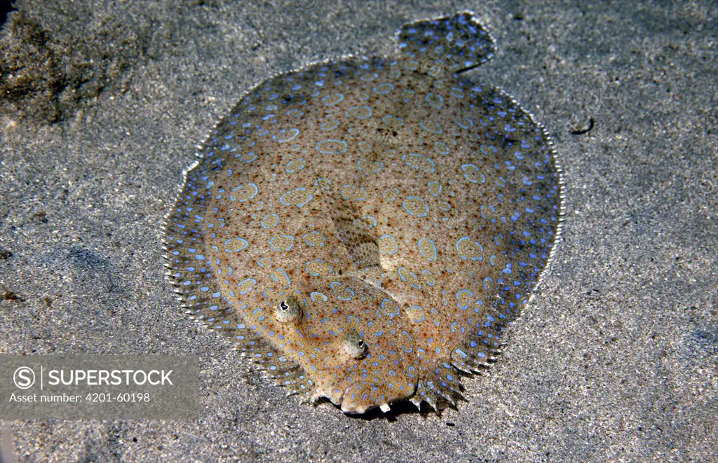 Peacock Flounder (Bothus lunatus), Caribbean