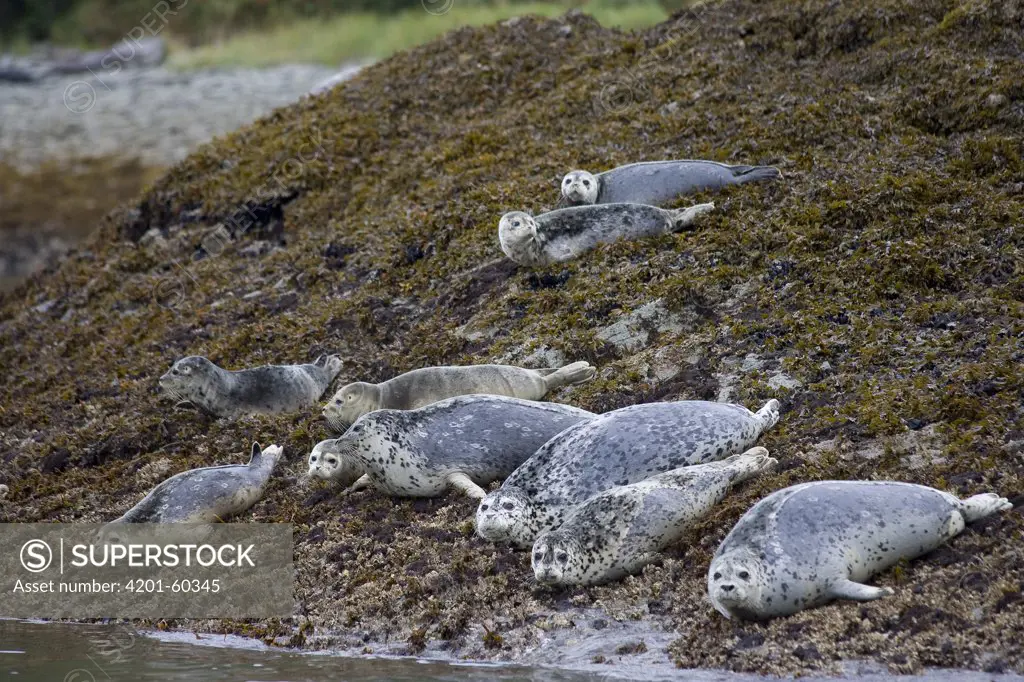 Harbor Seal (Phoca vitulina) group hauled out on seaweed and barnacle covered rock, Katmai National Park, Alaska