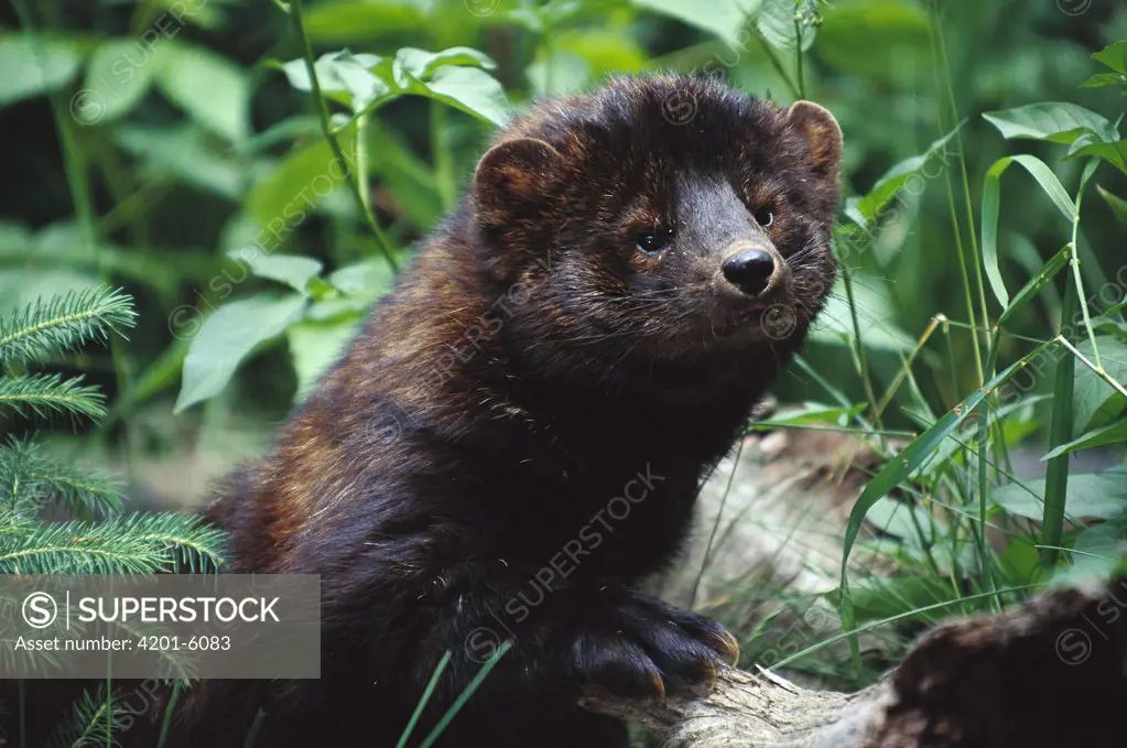 Fisher (Martes pennanti) portrait, North America