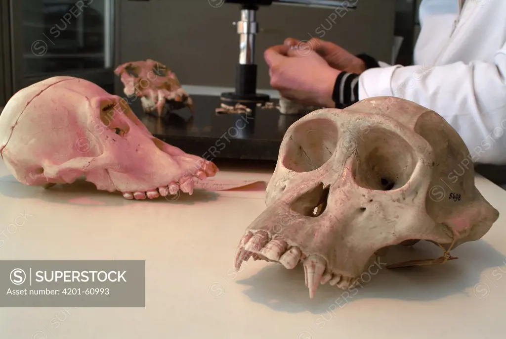 Chimpanzee (Pan troglodytes) skull in labratory where anthropoid and hominid skulls are compared, Spain