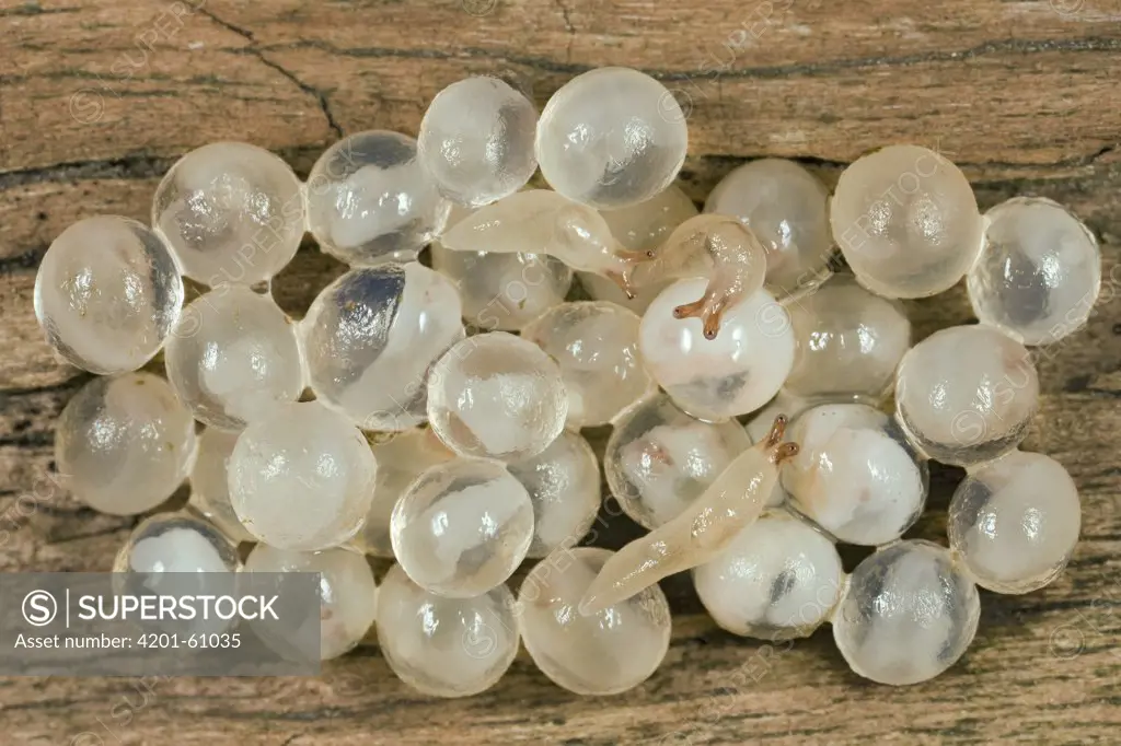 Grey Garden Slug (Derocerasreticulatum) eggs with hatchlings, Germany