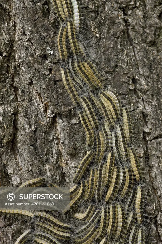 Oak Processionary Moth (Thaumetopoea processionea) caterpillars on oak tree, Germany