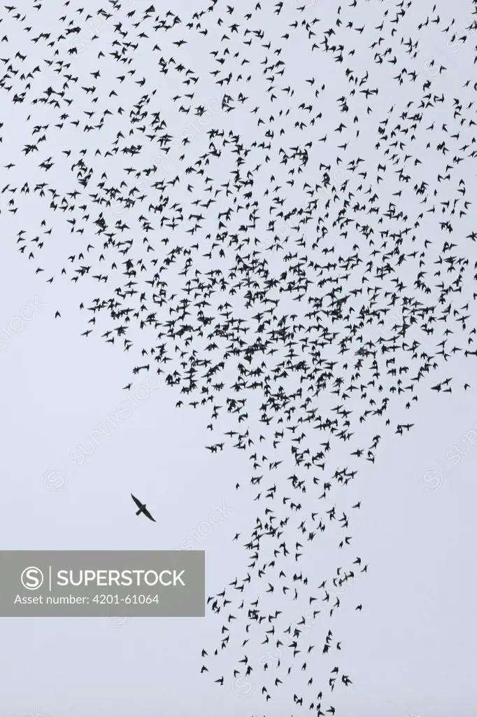 Peregrine Falcon (Falco peregrinus) hunting Common Starling (Sturnus vulgaris) flock, Europe