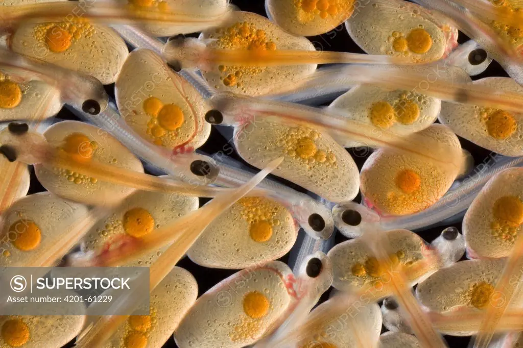 Brown Trout (Salmo trutta) alevins, Europe