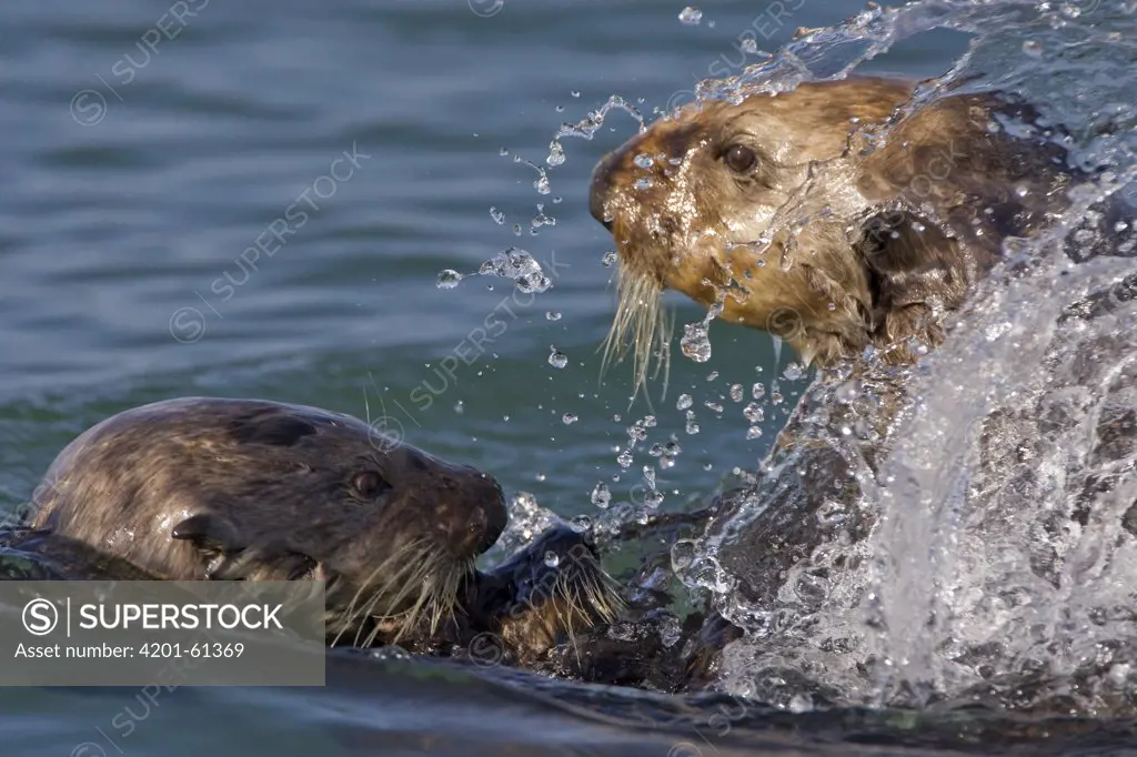 Sea Otter (Enhydra lutris) bachelor male chasing mother with three to six month old pup, Monterey Bay, California