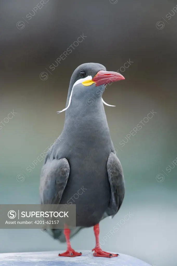 Inca Tern (Larosterna inca) portrait, Pucusana, Peru