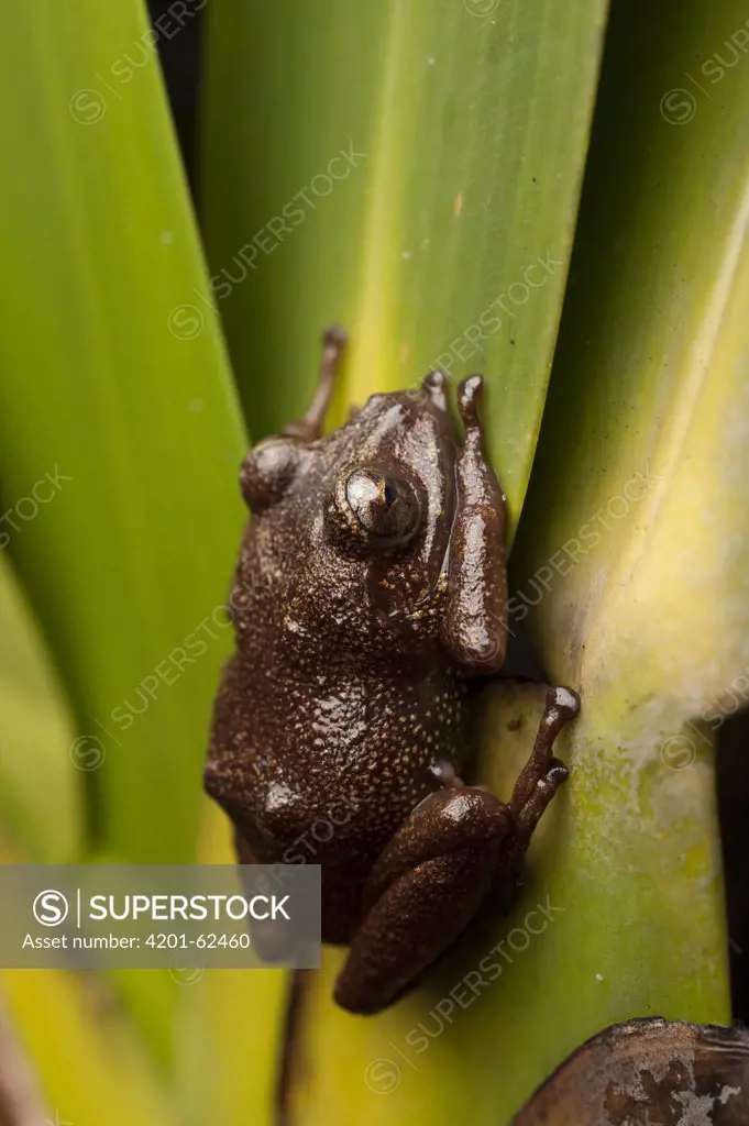 Tree Frog (Hylidae), Mount Roraima, Venezuela