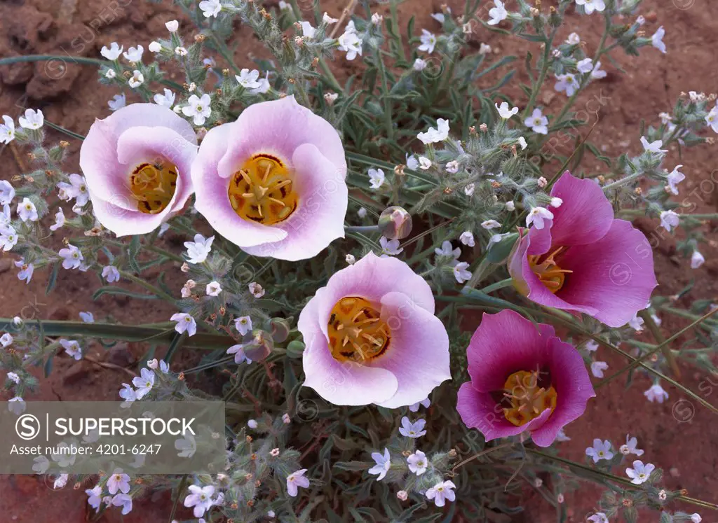 Sego Lily (Calochortus nuttallii) group, state flower of Utah with bulbous edible root, Canyonlands National Park, Utah