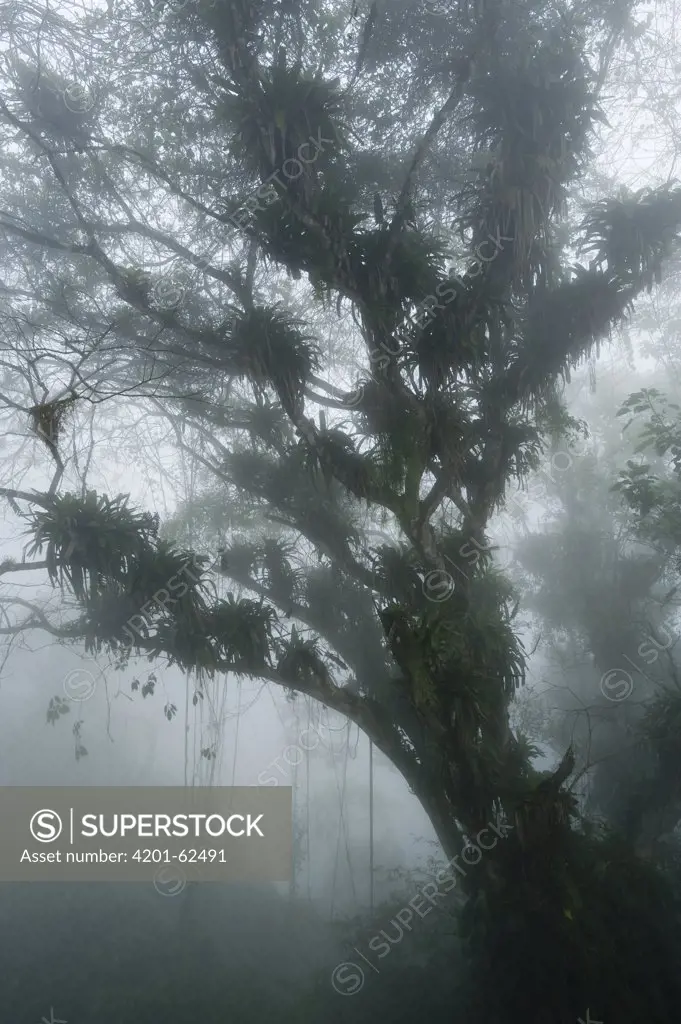 Tree in cloud forest, Henri Pittier National Park, Venezuela