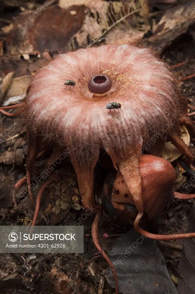 Rhizanthes (Rhizanthes lowii) flower mimics the smell of a rotting carcass to attract carrion flies which swarm around it to lay their eggs, Malaysia