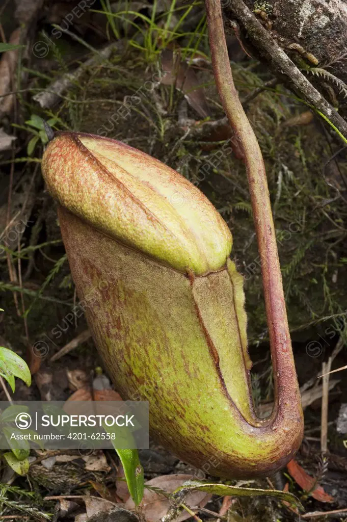 Giant pitcher plant (Nepenthes rajah) unopened pitcher, Kinabalu National Park, Borneo, Malaysia