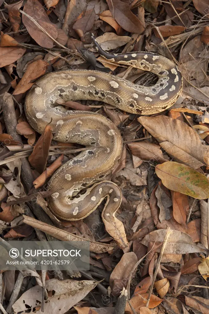 Borneo Short-tailed Python (Python breitensteini) camouflaged in leaf litter, Bintulu, Sarawak, Malaysia