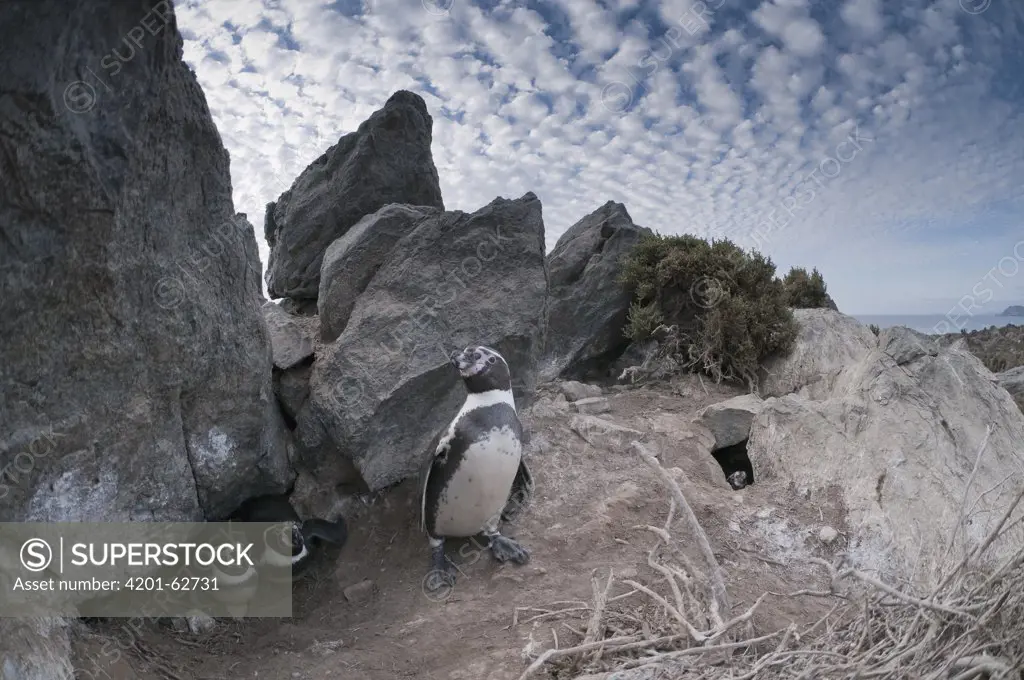 Humboldt Penguin (Spheniscus humboldti) nesting in rock burrow on desert island, Tilgo Island, La Serena, Chile