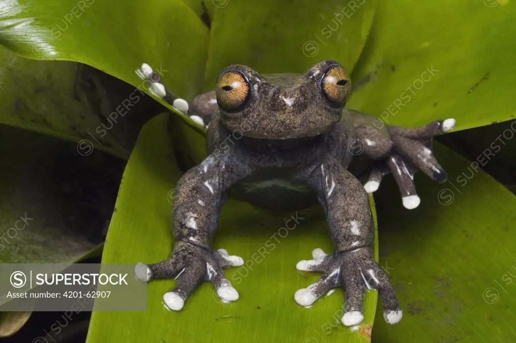 Tapichalaca Tree Frog (Hyloscirtus tapichalaca) newly discovered species, Tapichalaca Reserve, Ecuador