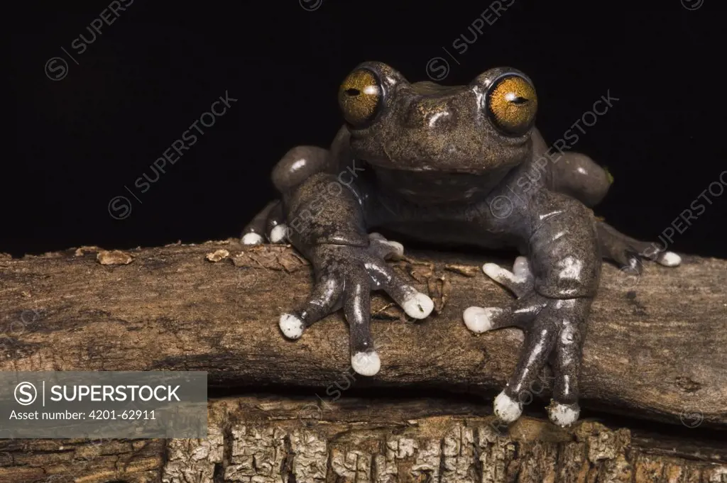 Tapichalaca Tree Frog (Hyloscirtus tapichalaca) newly discovered species, Tapichalaca Reserve, Ecuador