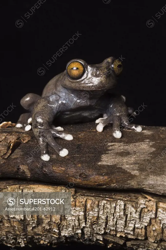 Tapichalaca Tree Frog (Hyloscirtus tapichalaca) newly discovered species, Tapichalaca Reserve, Ecuador