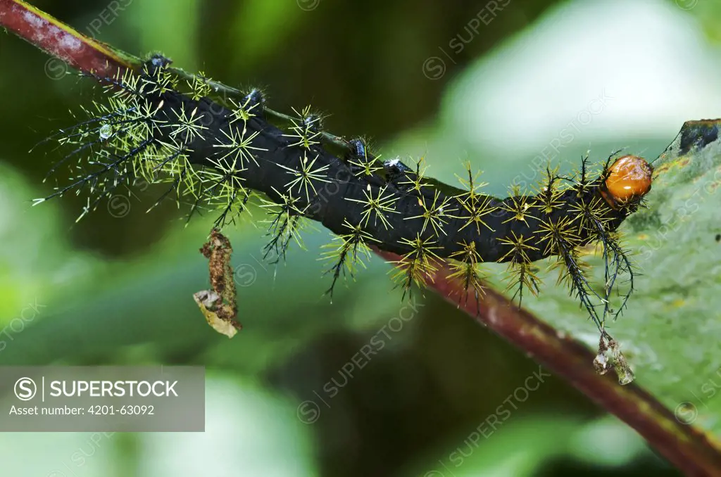 Saturniid Moth (Leucanella sp) caterpillar with poisonous spines, Mindo, Ecuador