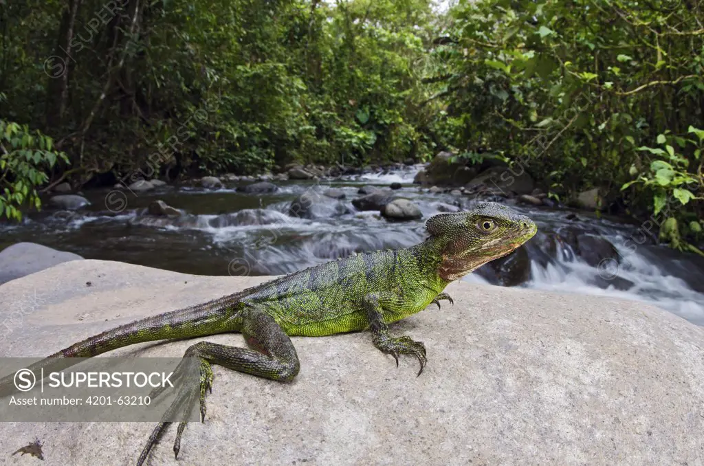 Western Basilisk (Basiliscus galeritus) lizard female on a stone in cloud forest, Mindo, Ecuador