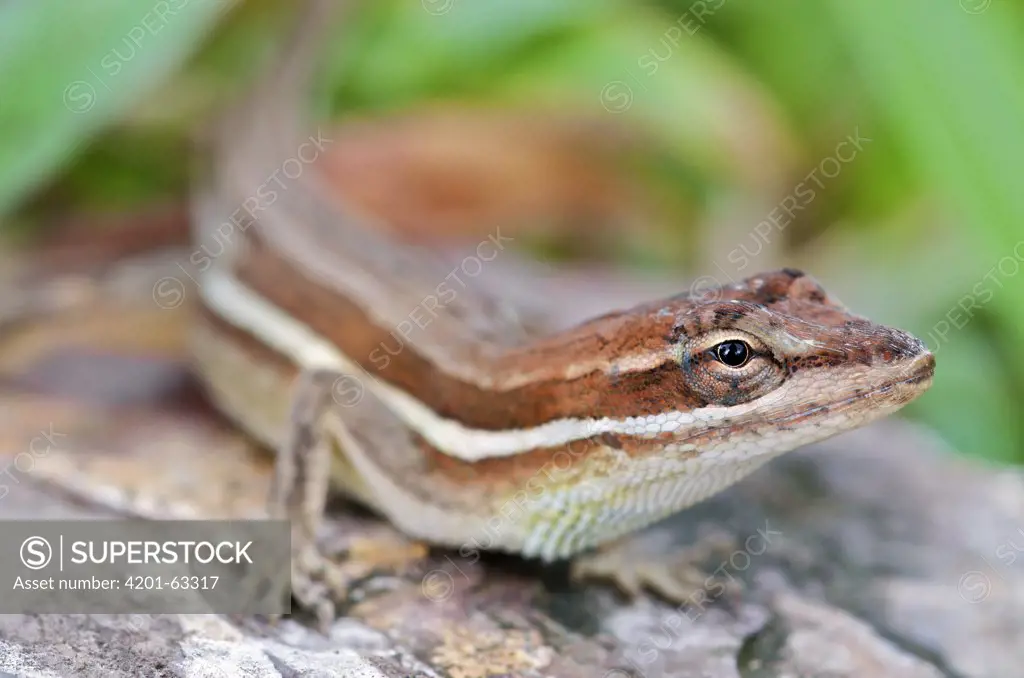 Grass Anole (Norops auratus) female, central Panama