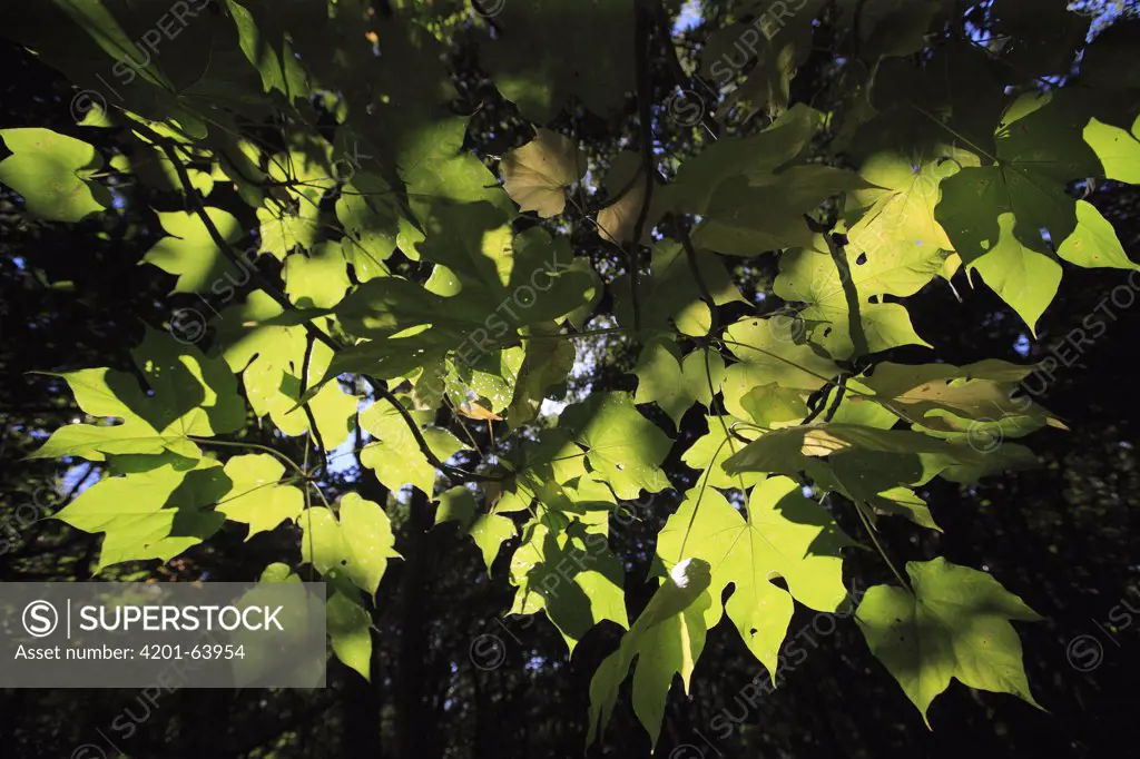 Leaves in temperate rainforest, Yakushima Island, Japan