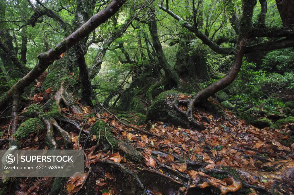 Temperate rainforest of Shiratani Unsuikyo, Yakushima Island, Japan