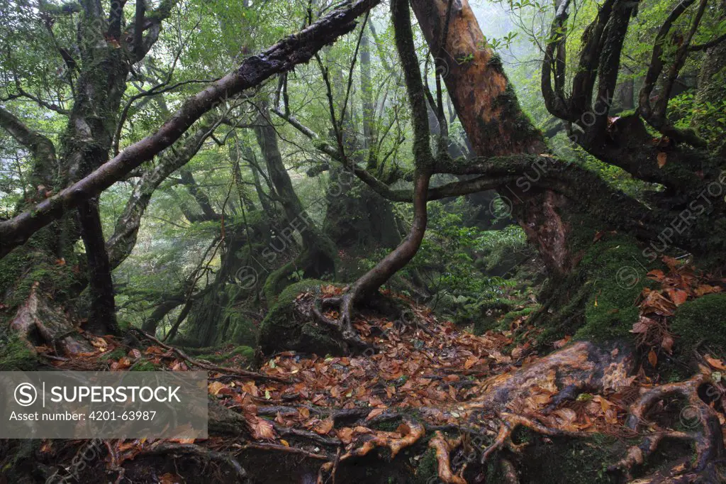 Temperate rainforest of Shiratani Unsuikyo, Yakushima Island, Japan